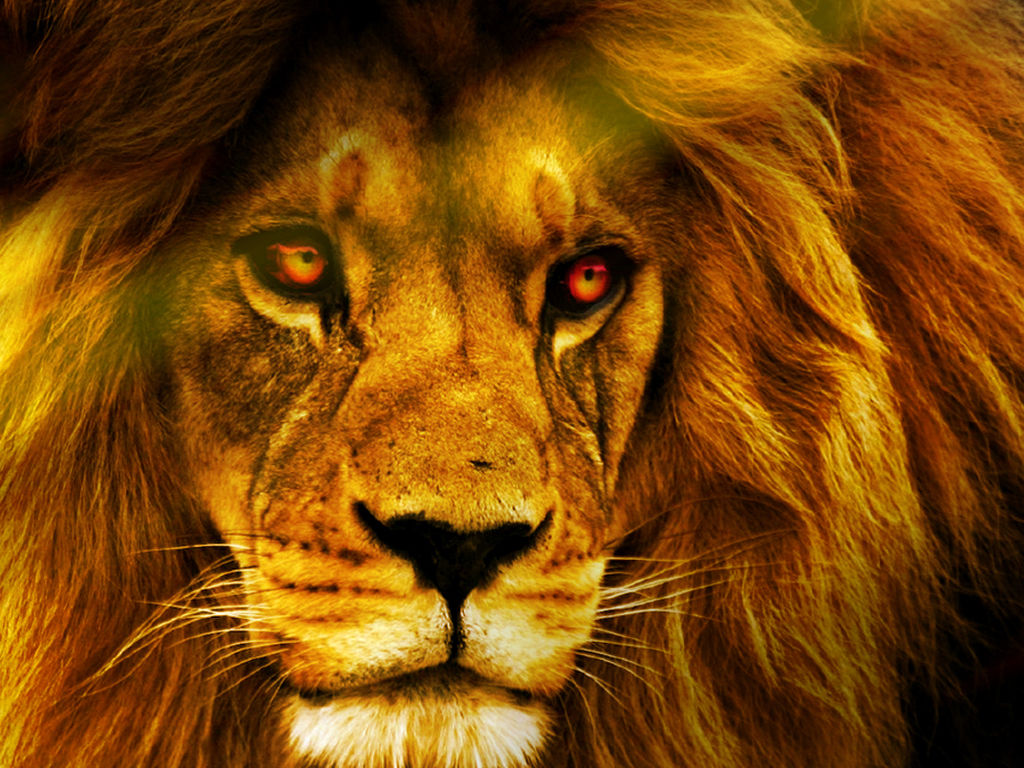 Wallpaper #kn1P8o4Bnwiau_P6DgsH27 Cool Lion Wallpapers HD Wallpapersafari