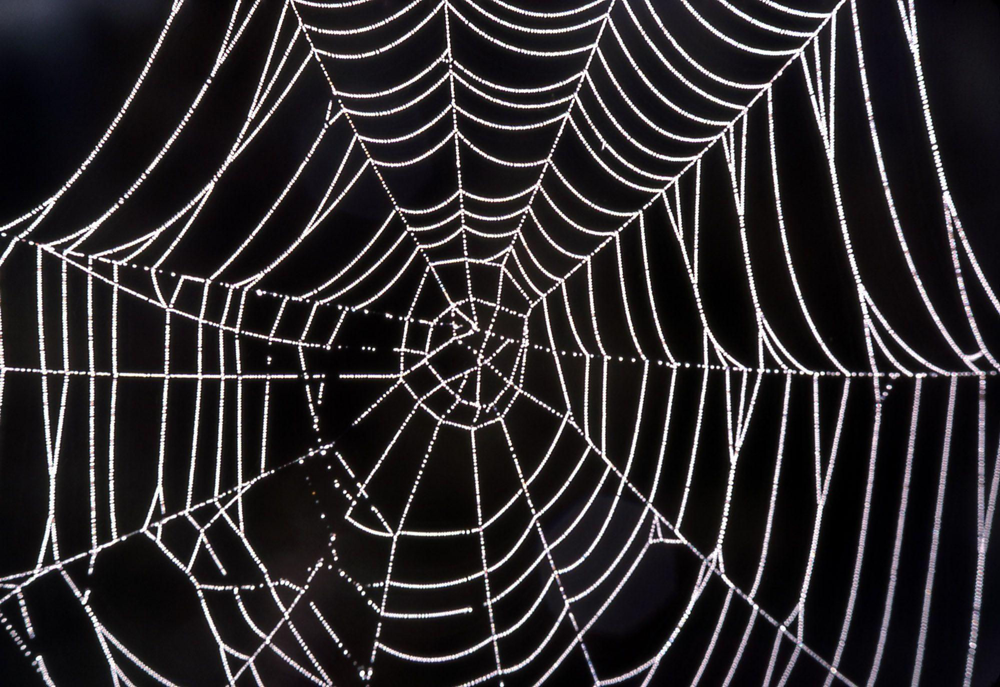 Wallpaper #mWf1-JIBSpphPi3-LItN45 Spiderweb Background Wallpapersafari