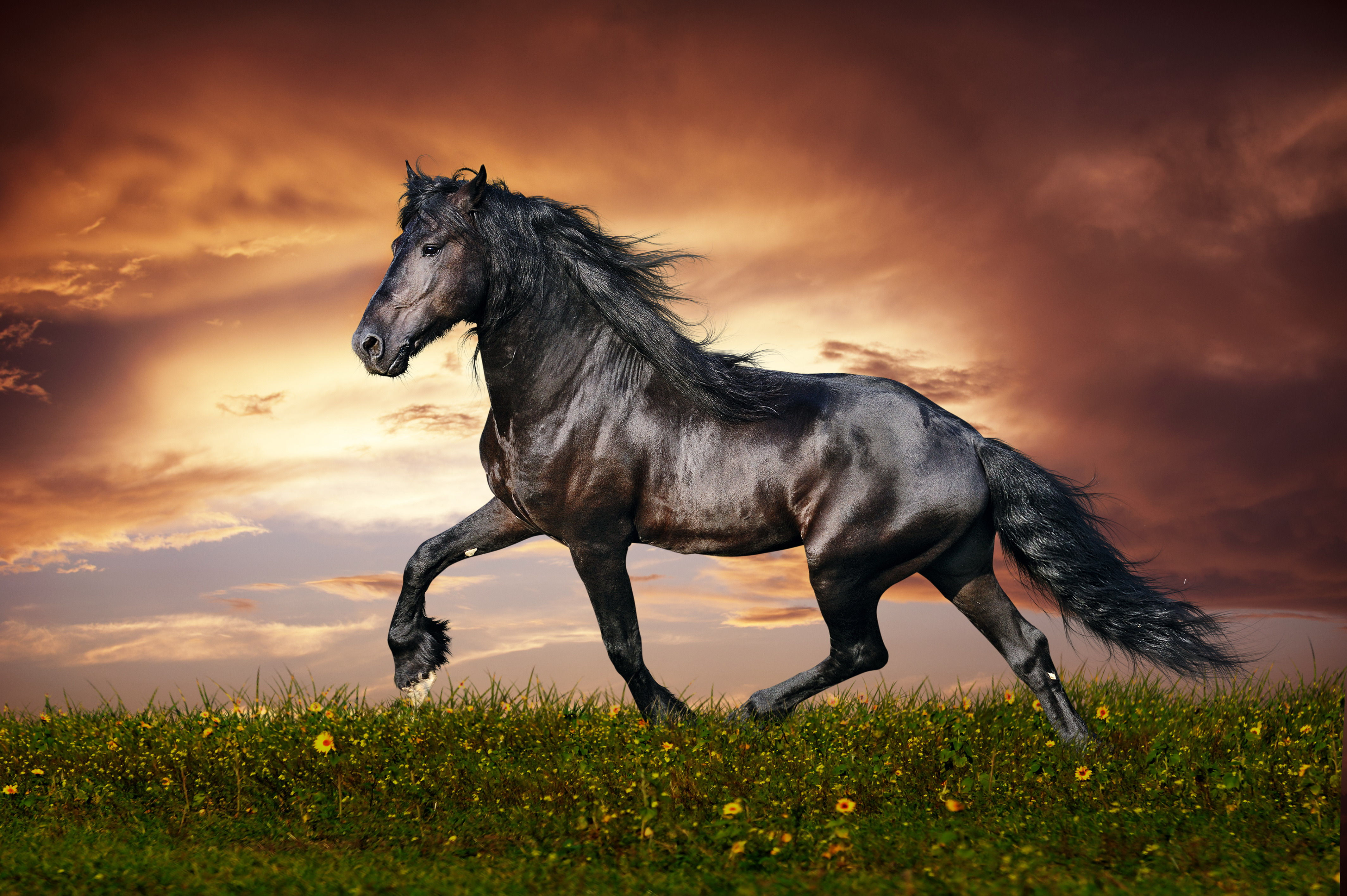 Wallpaper #bWfaEpMBSpphPi3-4_0h205 Free Download HD Black Horse Wallpapers 4256x2832 for Your Desktop