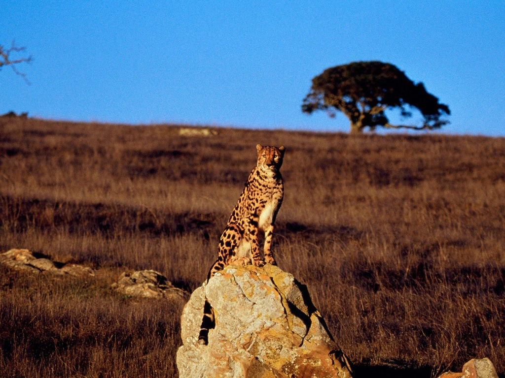 Wallpaper #WGjzIpMBSpphPi3-kzTY171 Free Download 1024x768 Guarding Cheetah Desktop PC and Mac Wallpaper