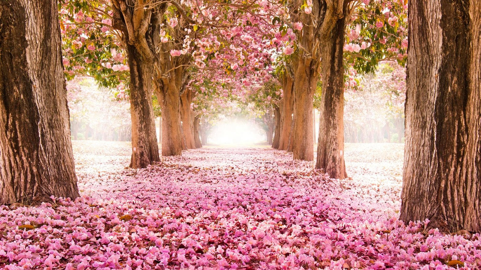 Wallpaper #Na7BM5MBayWjSq6HJRzN111 Download Spring Live Wallpaper Android Apps on Google Play by at Lstein