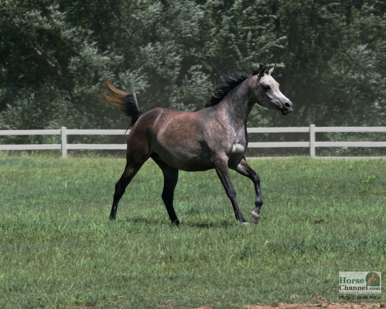 Wallpaper #-x2ULJMBlOZrFDOkz8qk172 Free Download Pics Photos Arabian Horses Image Arabian Horses Graphic