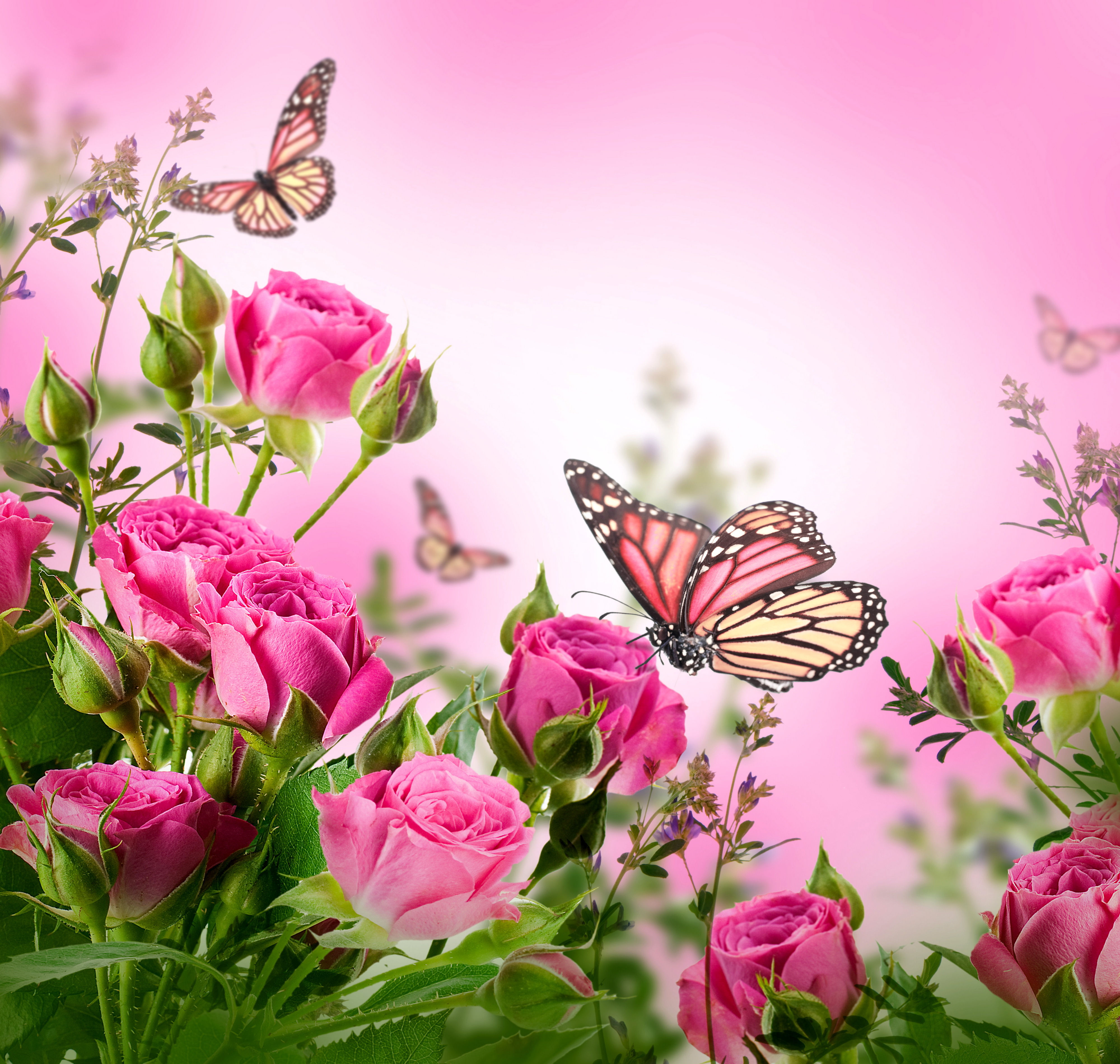 Wallpaper #zWhWIpMBSpphPi3-HjJS143 Free Download Butterflies Blossom Beautiful Flowers Roses Wallpapers