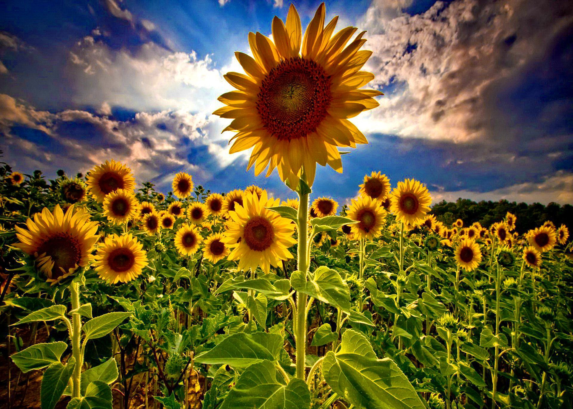 Wallpaper #vWhUIpMBSpphPi3-rzIE3 Field of Sunflowers Wallpaper Wallpapersafari