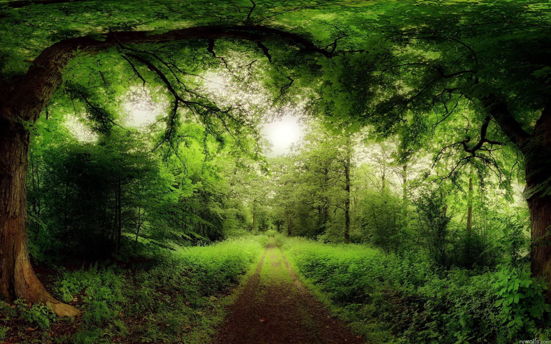 Wallpaper #qh0TLZMBlOZrFDOkGc5n414 Free Download Forest Computer Wallpapers Desktop Backgrounds 1920x1200