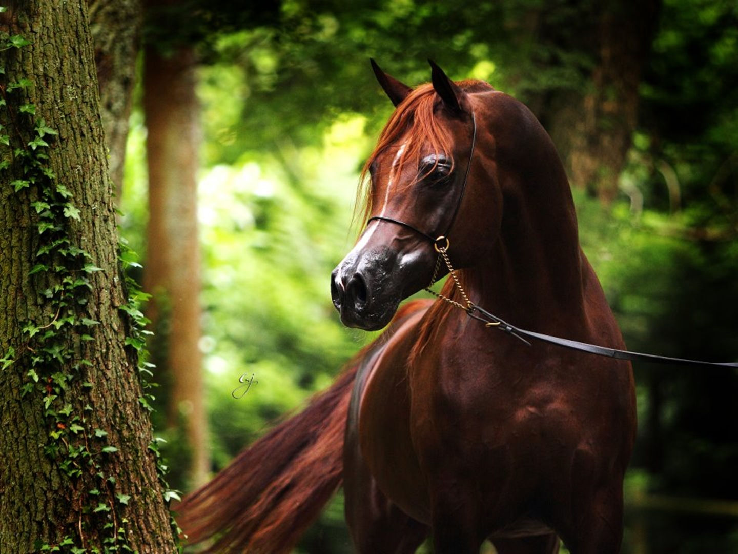 Wallpaper #-x2ULJMBlOZrFDOkz8qk7 Free Download Arabian Horse Wallpaper by at Zdixon36 Wallpapersafari
