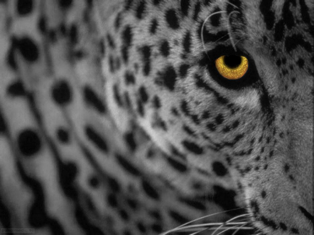 Wallpaper #WGjzIpMBSpphPi3-kzTY92 Download Bacground Leopard Apple Mac Desktop Wallpaper Full HD by
