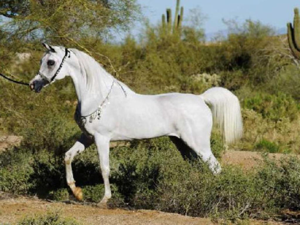 Wallpaper #-x2ULJMBlOZrFDOkz8qk157 Free Download Arabian Horse Wallpaper Arabian Horse Wallpaper 12614