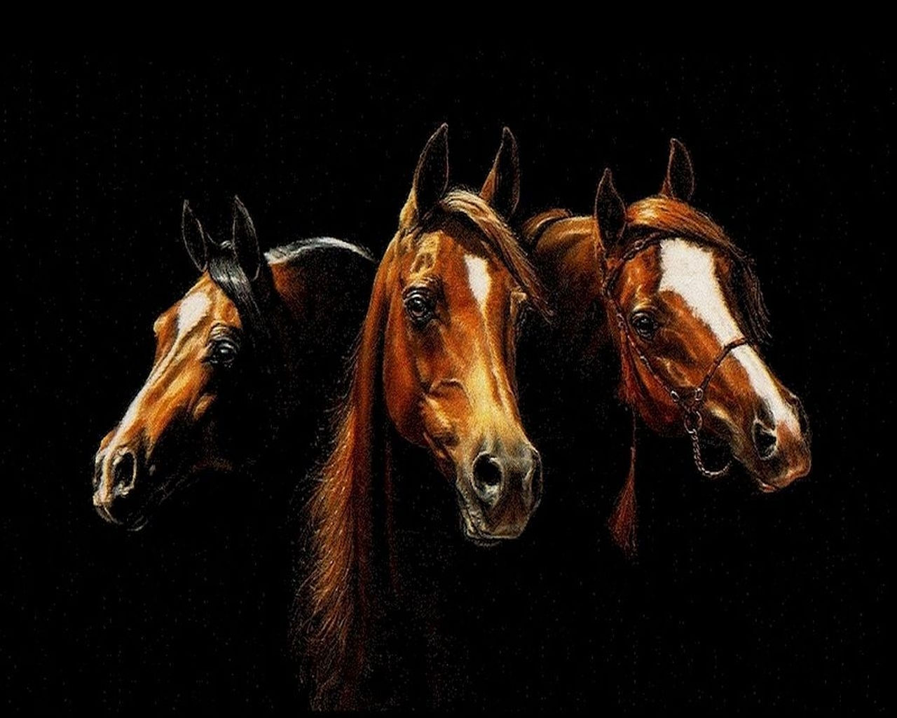Wallpaper #-x2ULJMBlOZrFDOkz8qk203 69 Arabian Horse Wallpapers Wallpapersafari