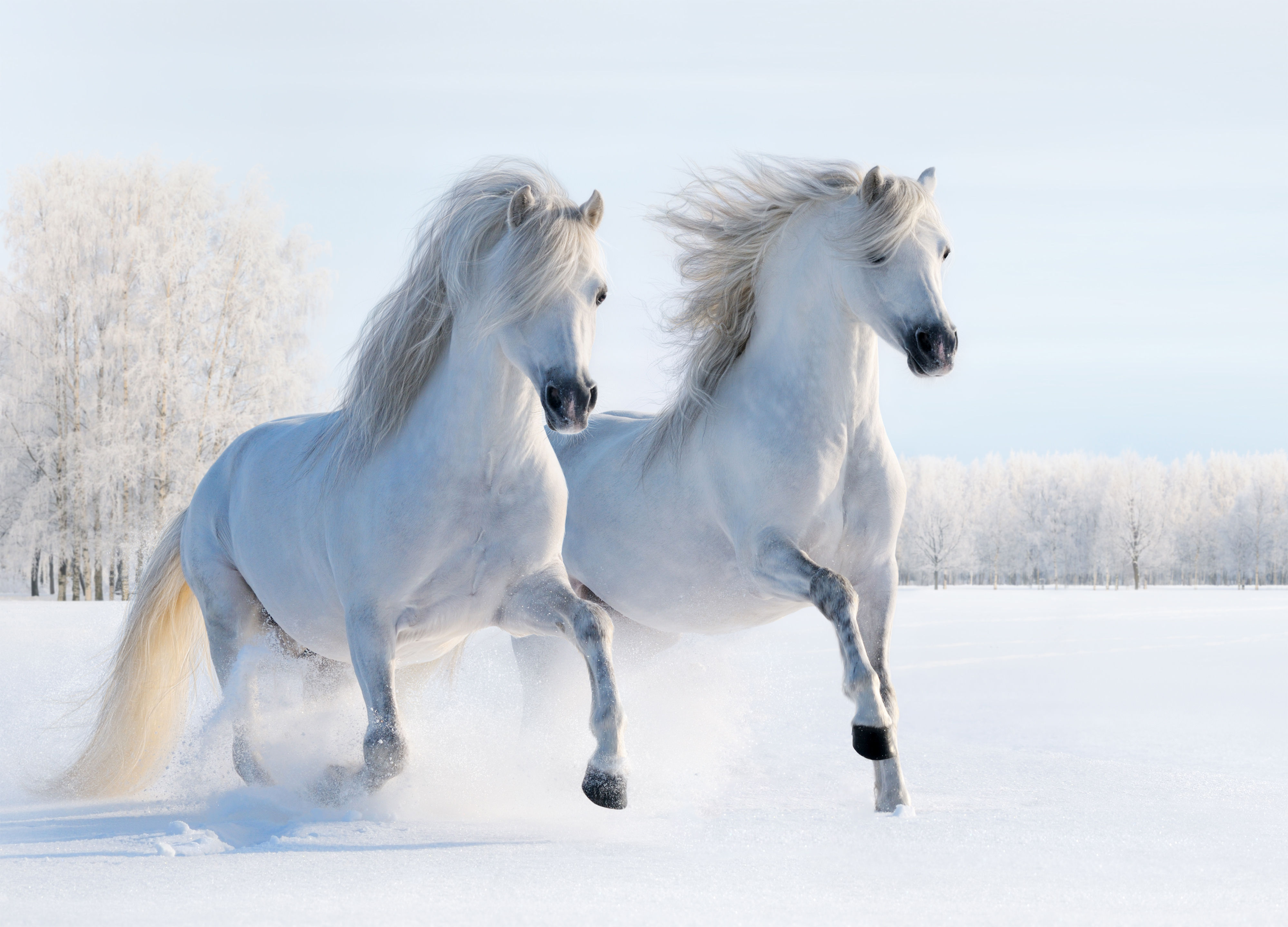 Wallpaper #8h2ULJMBlOZrFDOkIMqE171 Free Download Beautiful White Horses Background Gallery Yopriceville