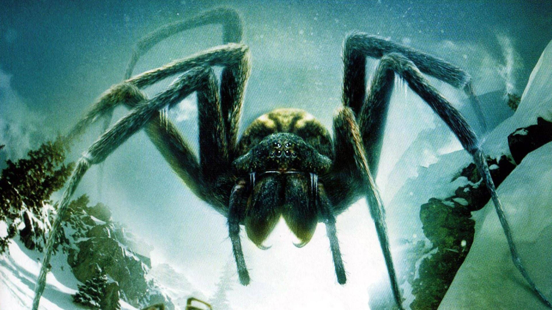 Wallpaper #FRkNE48BtGB6xQ78l2V88 45 Scary Spider Wallpaper Wallpapersafaricom