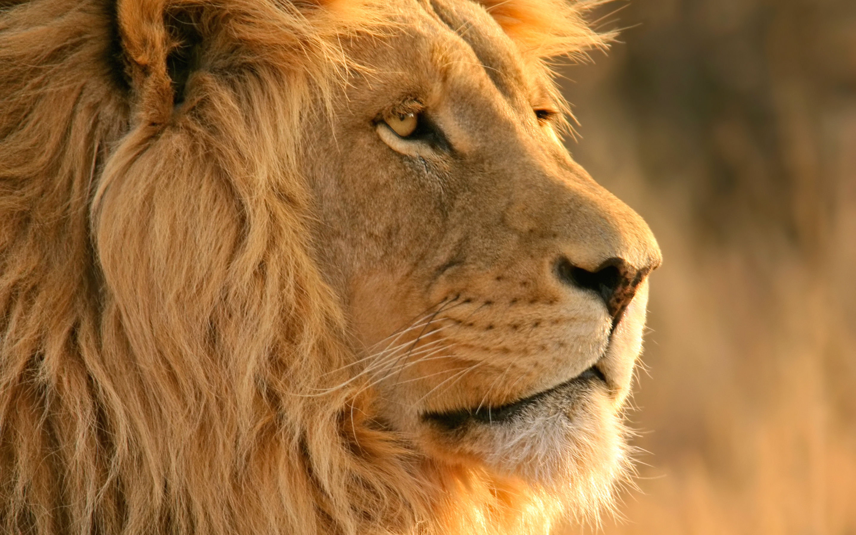 Wallpaper #Sz-jO5MBLiIJ4c9Oy4-H324 50 Mac Lion Wallpapers Wallpapersafari