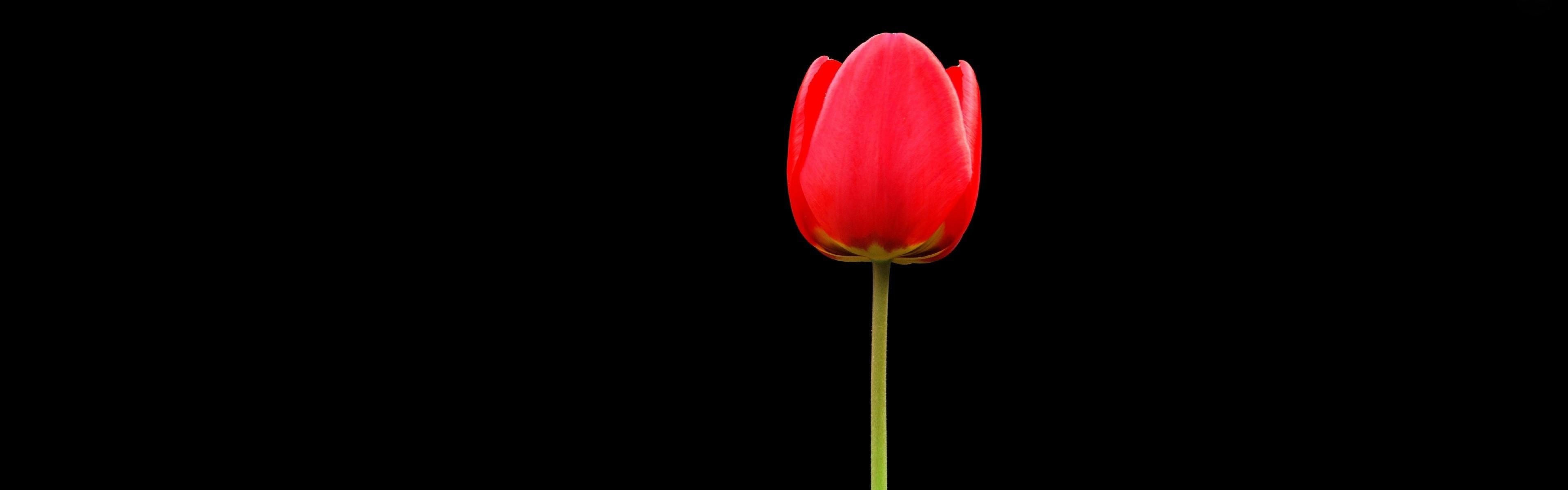 Wallpaper #z2hWIpMBSpphPi3-kjL-282 Download Wallpaper Tulip Red Flower One by at Nicholaslee Red Flower