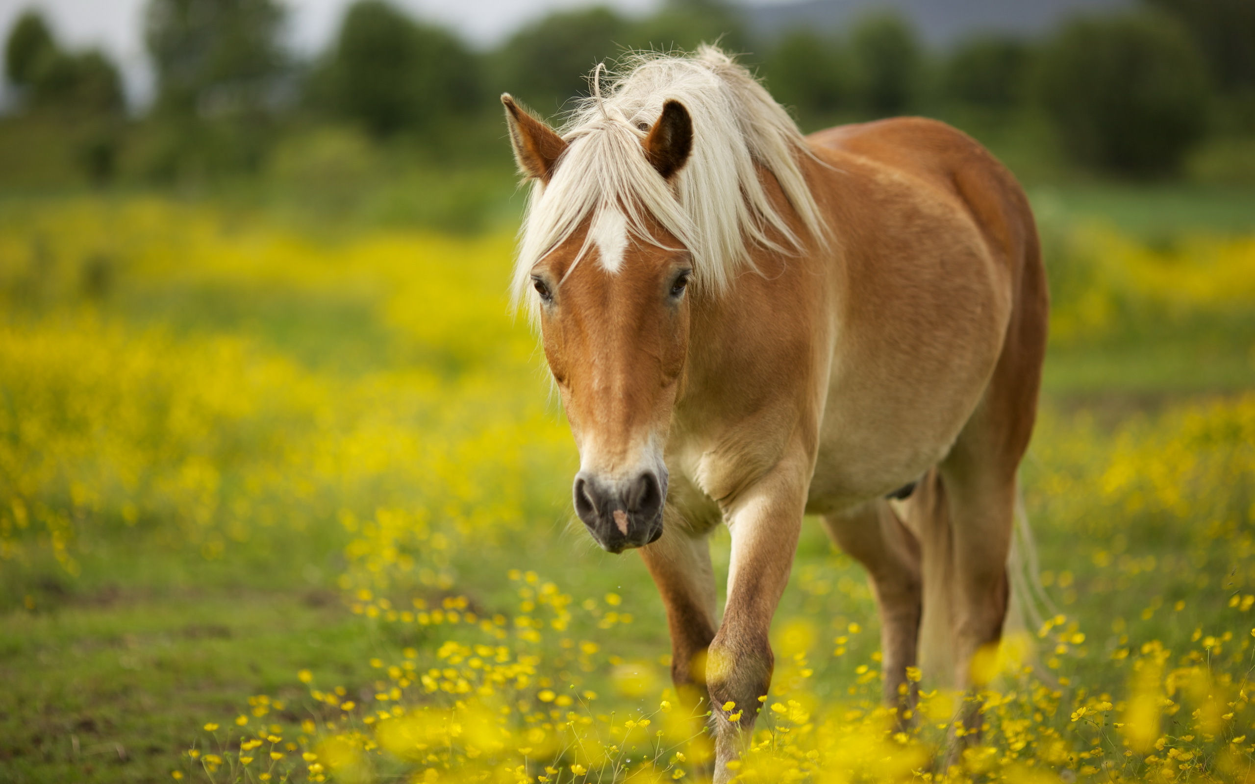 Wallpaper #Gx2aLJMBlOZrFDOk68sw250 49 Free Spring Horse Wallpapers Wallpapersafari