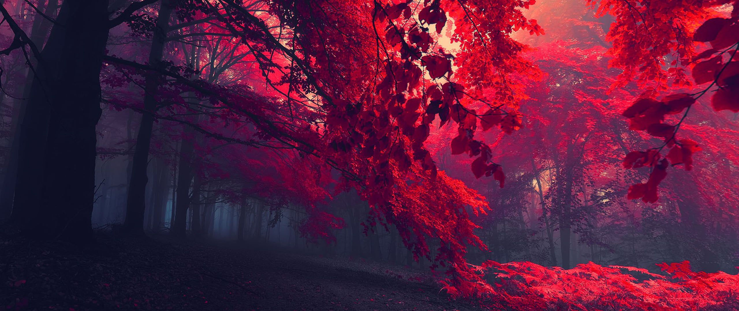 Wallpaper #_Bn_KY8BtGB6xQ78Uonk26 Download Red Leafed Trees Ultra Wide Photography Nature 2k Wallpaper