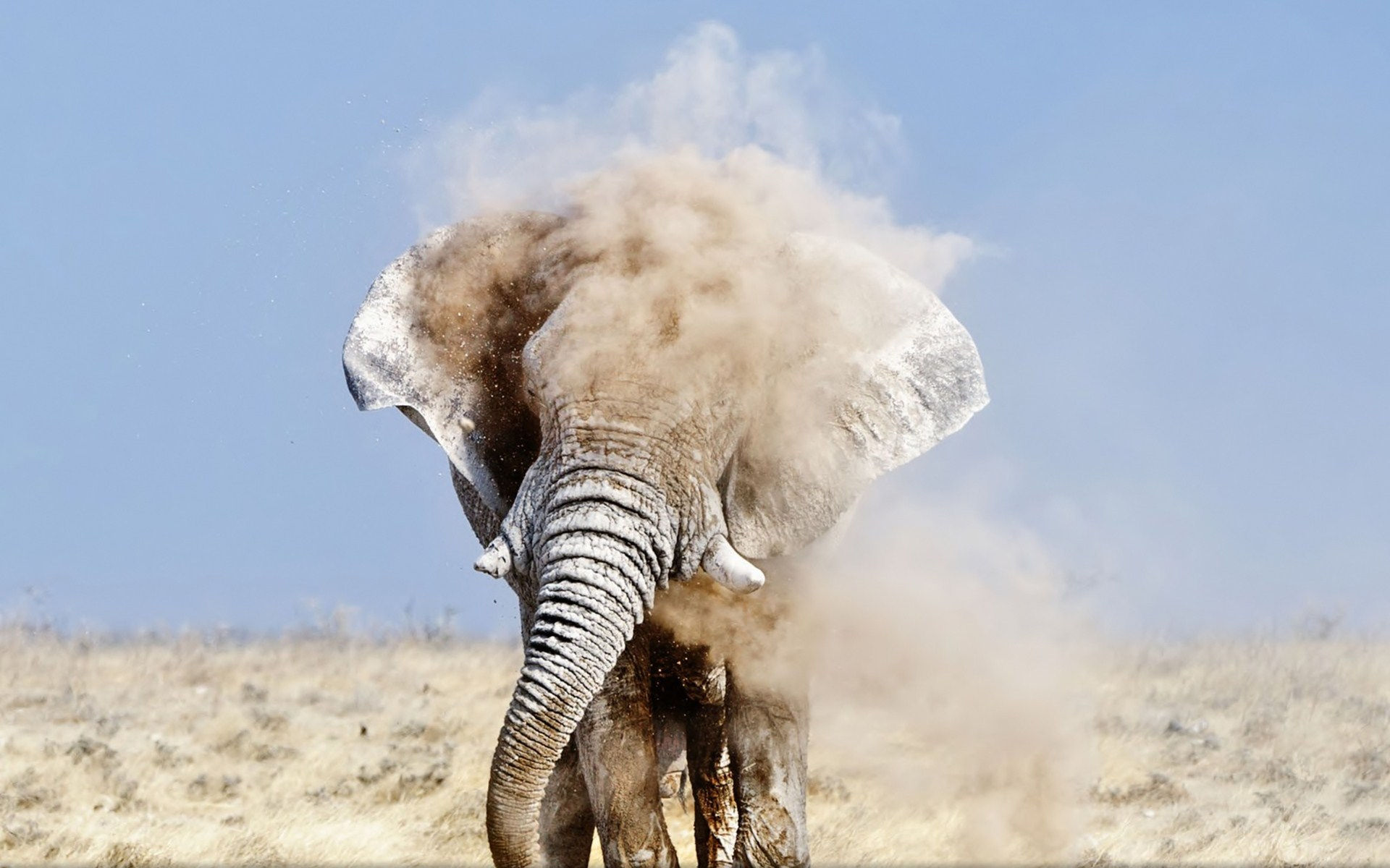 Wallpaper #sHfNJ5MB-pgBXx60h6cK267 Free Download Elephant Computer Wallpapers Desktop Backgrounds
