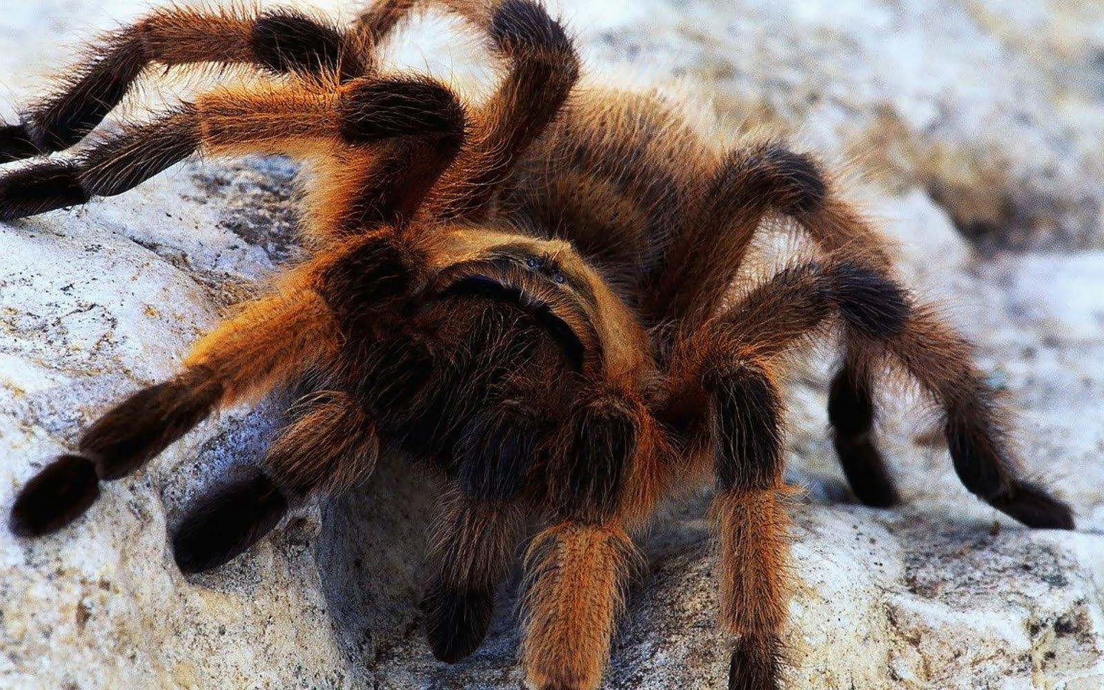 Wallpaper #E1Zdd5cBsd6xcFiEX9pZ184 Scary Spider Wallpaper Wallpapersafari