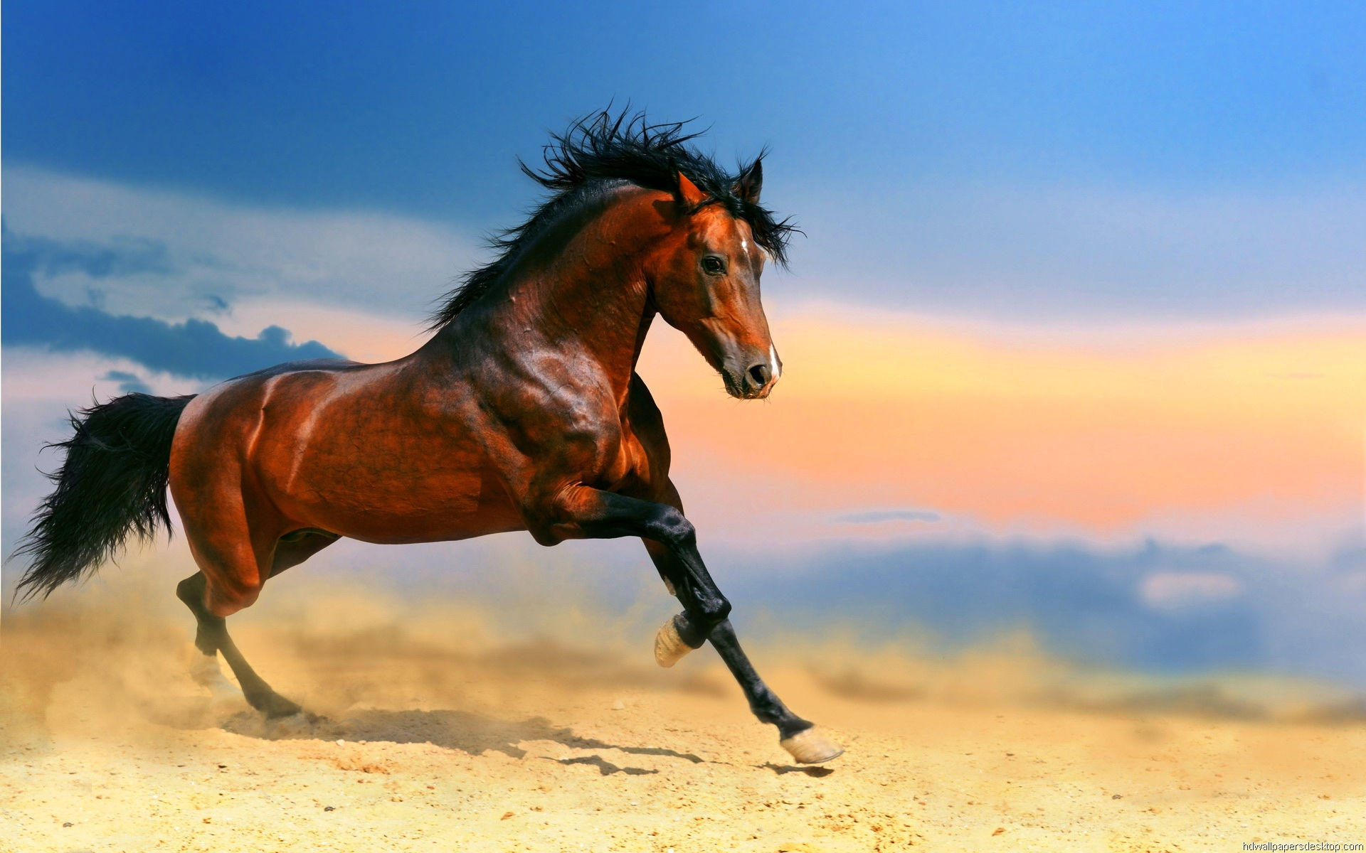 Wallpaper #9h2ULJMBlOZrFDOkbsoH144 75 Free Horse Backgrounds Wallpapersafari