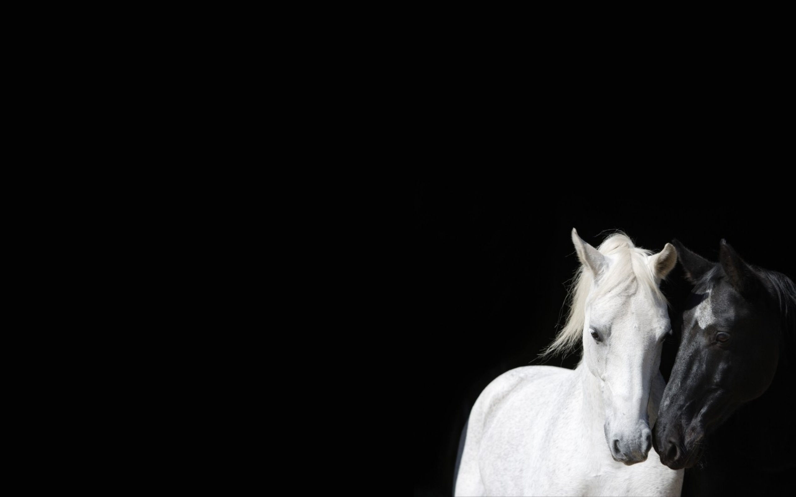 Wallpaper #bWfaEpMBSpphPi3-4_0h333 46 Black and White Horse Wallpapers Wallpapersafari