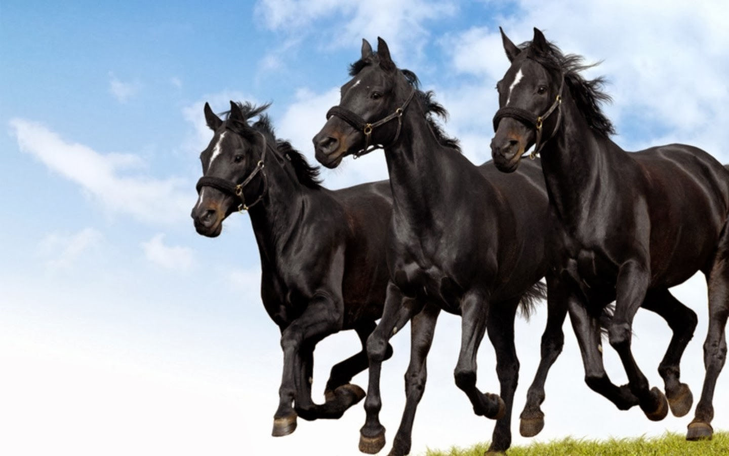 Wallpaper #bWfaEpMBSpphPi3-4_0h158 45 Black Horse Wallpapers HD Wallpapersafari