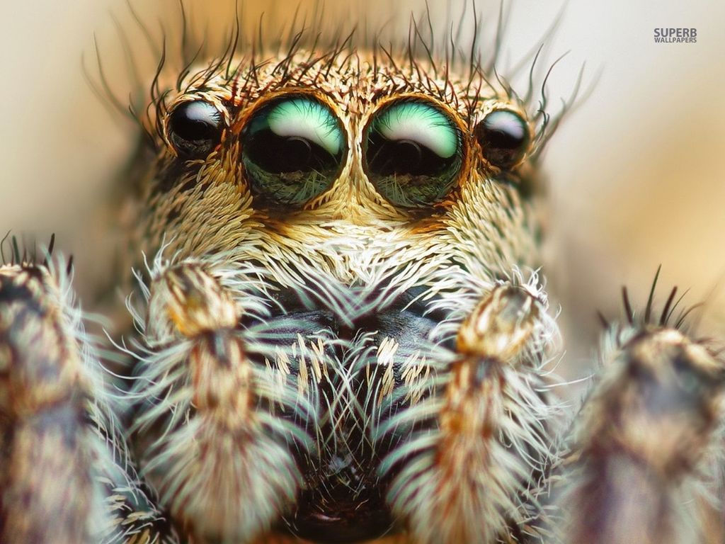Wallpaper #R-_VS5MBMN-XEVvVKTxd50 Moving Spider Wallpaper Wallpapersafari