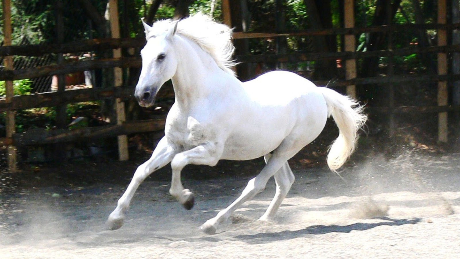 Wallpaper #Q31n8I4Bnwiau_P6UwYf32 Beautiful Horse Wallpapers Wallpapersafari