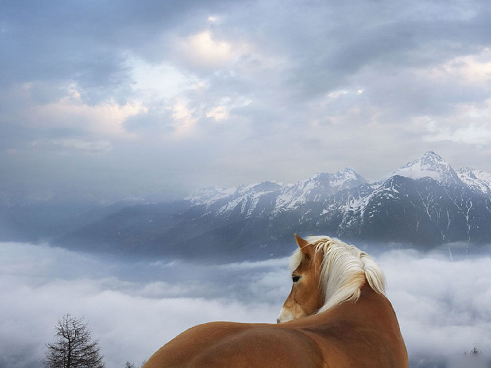 Wallpaper #Q31n8I4Bnwiau_P6UwYf58 Free Download Horse Wallpapershd Horses Wallpapers Beautiful Cool