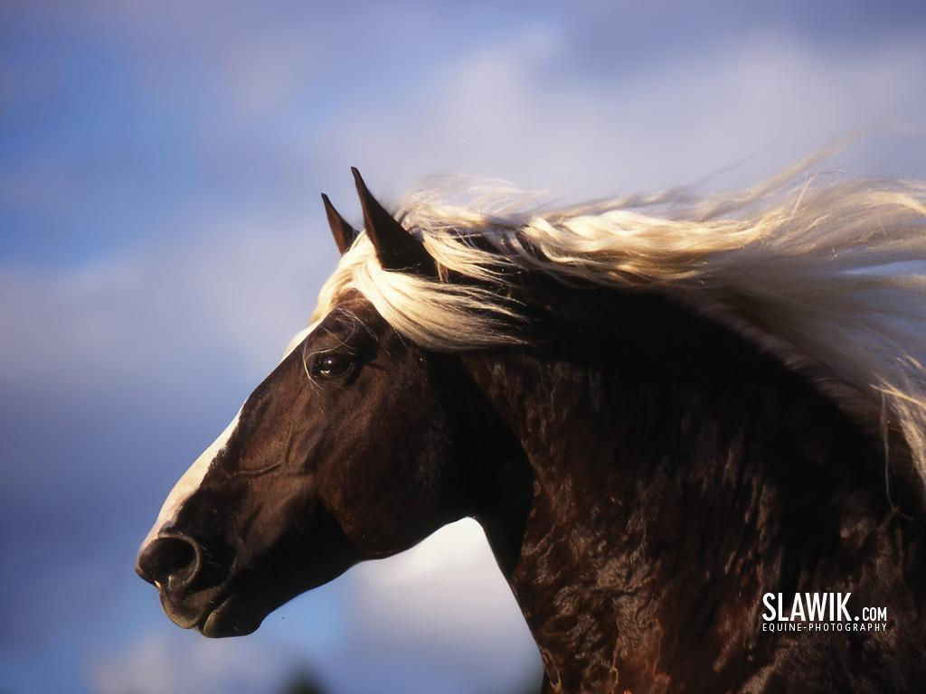 Wallpaper #-x2ULJMBlOZrFDOkz8qk226 Download Horse Wallpaper Arabian Beautiful by at Spollard Beautiful
