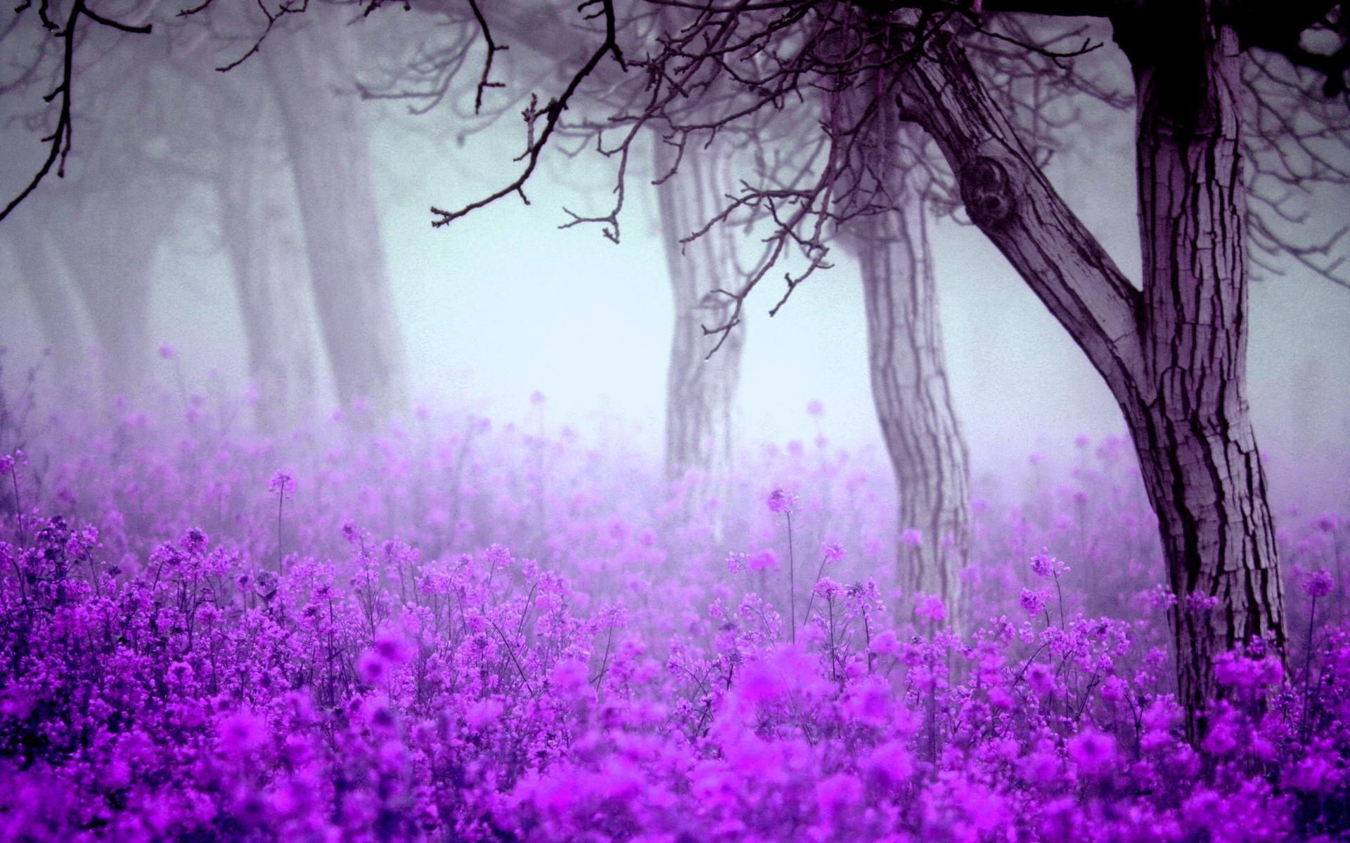 Wallpaper #2AB8644BSdW8dNouKBGI58 Purple Nature Wallpapers and Screensavers Wallpapersafari