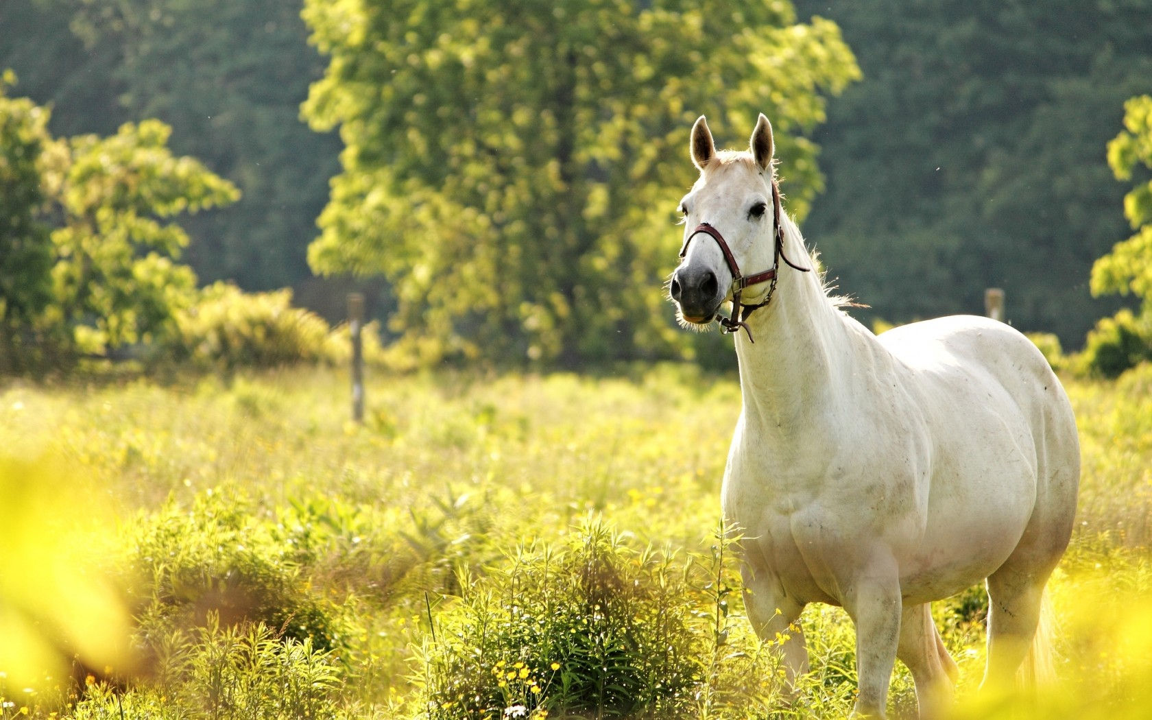 Wallpaper #Ln1h8I4Bnwiau_P6-Aaj40 Horses in Springtime Wallpaper Wallpapersafari
