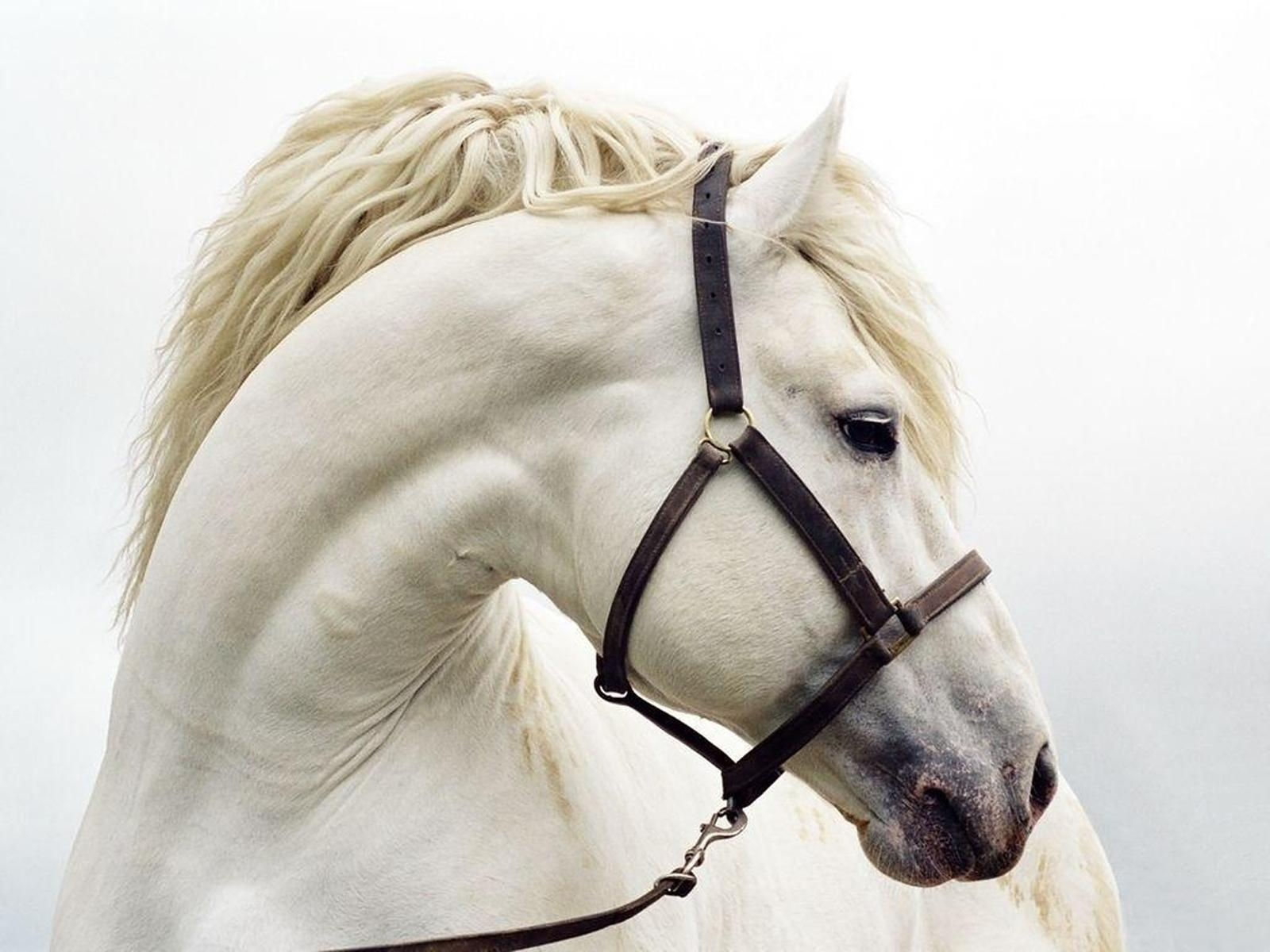 Wallpaper #HWdNCpMBSpphPi3-pNQH71 Free Download Best Horse Wallpapers HD Wallpaper 1600x1200 for Your