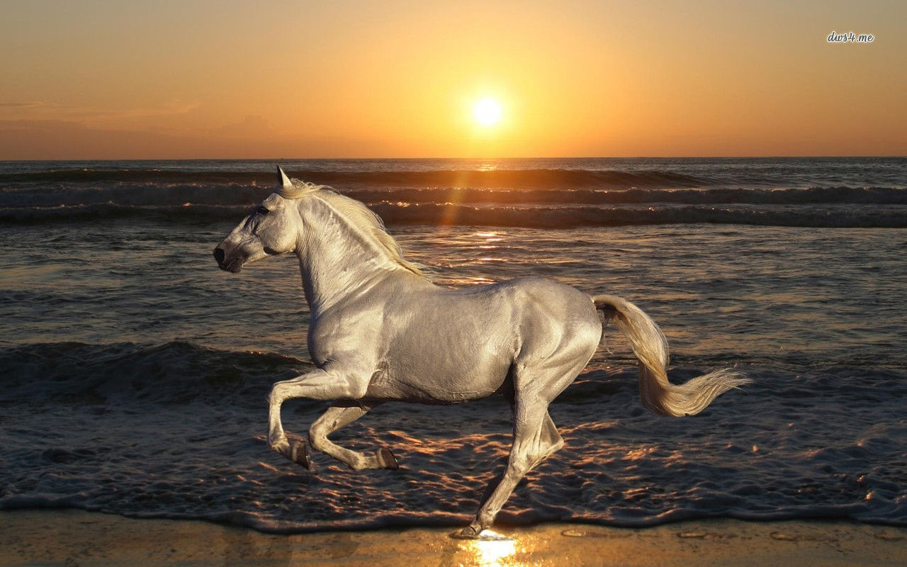 Wallpaper #HWdNCpMBSpphPi3-pNQH248 46 Horses on the Beach Wallpapers Wallpapersafari