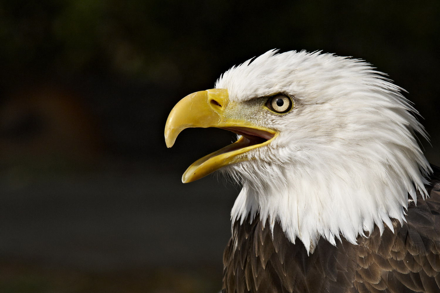 Wallpaper #6ef95 11209 Gier Eagle Images Stock Photos Vectors Shutterstock