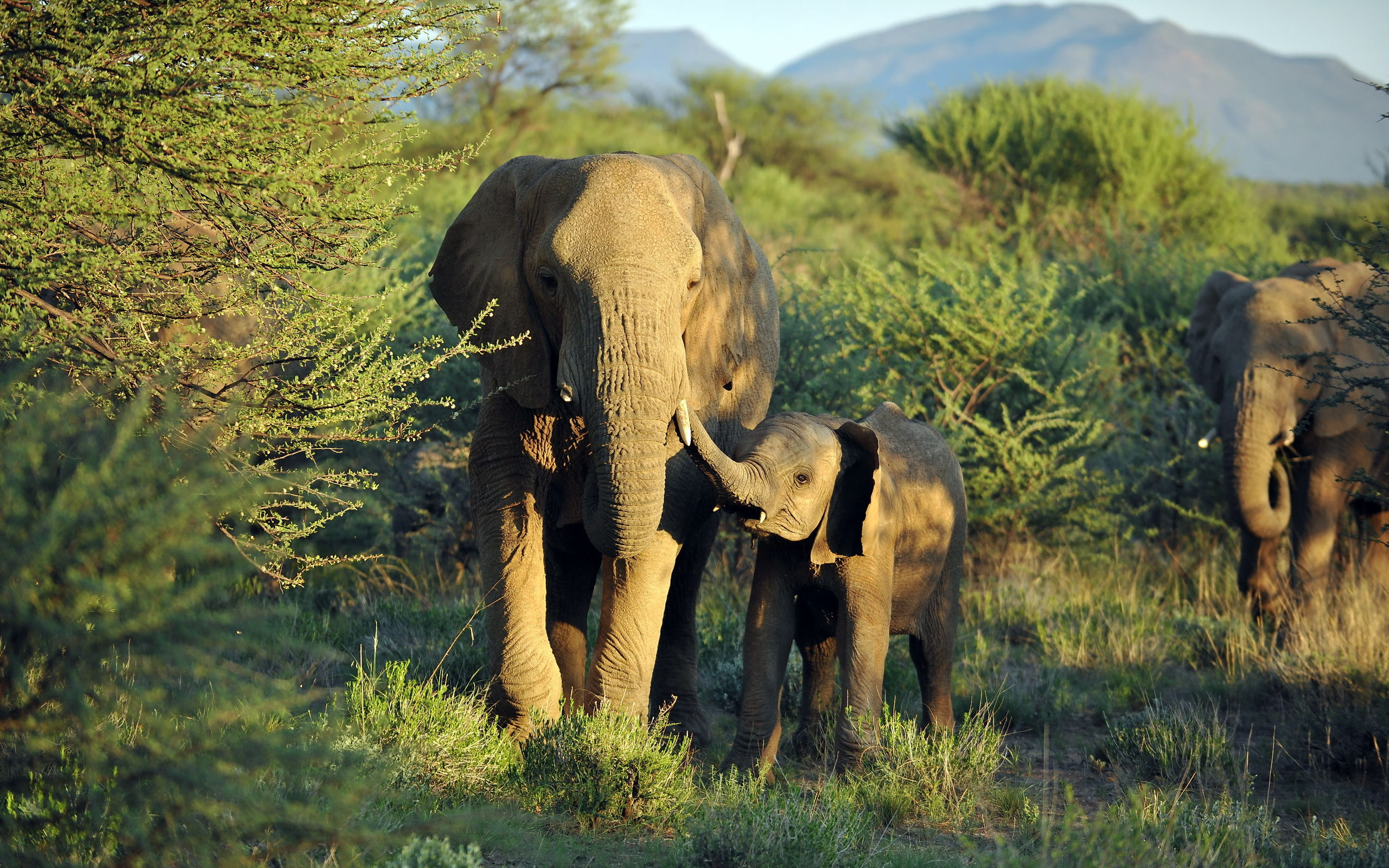 Wallpaper #sHfNJ5MB-pgBXx60h6cK217 Elephant Desktop Wallpaper Wallpapersafari