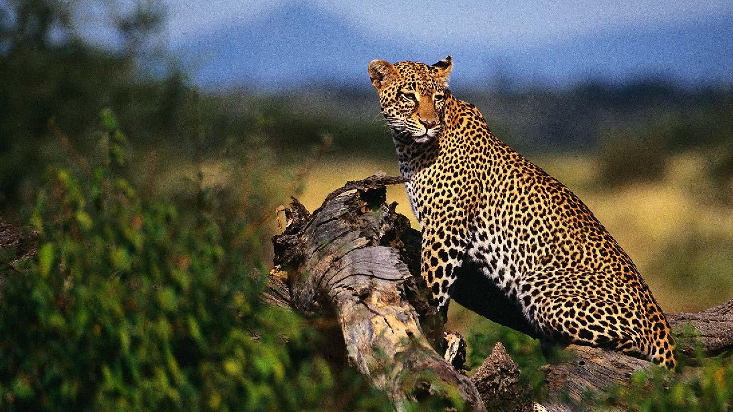Wallpaper #WGjzIpMBSpphPi3-kzTY35 Mac Os X Leopard Wallpaper Wallpapersafari
