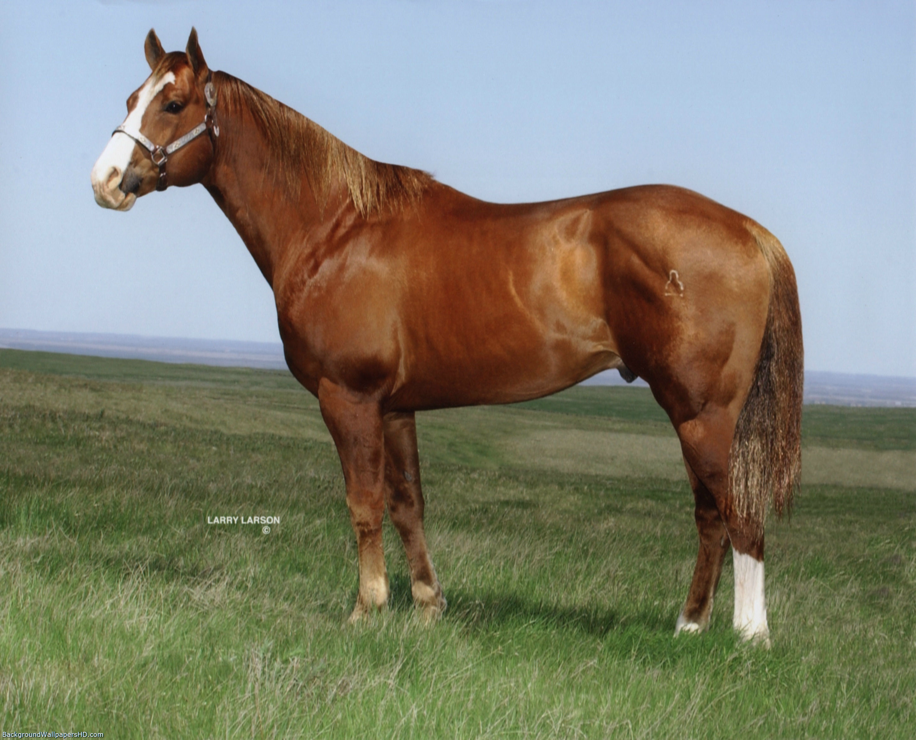 Wallpaper #DR2ZLJMBlOZrFDOkSMvb148 Quarter Horse Wallpaper for Computer Wallpapersafari