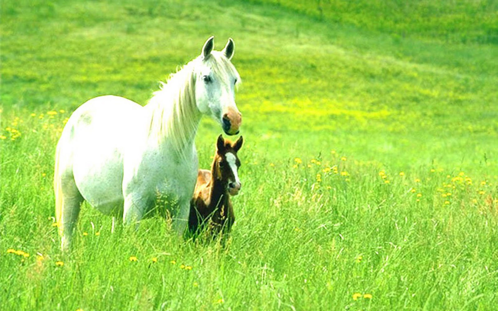 Wallpaper #Ln1h8I4Bnwiau_P6-Aaj48 75 Free Horse Screensavers and Wallpaper Wallpapersafari