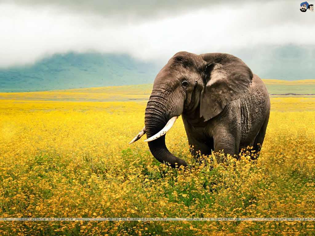 Wallpaper #sHfNJ5MB-pgBXx60h6cK259 Download Elephants Wallpaper by at Susanmorales Elephant Wallpaper