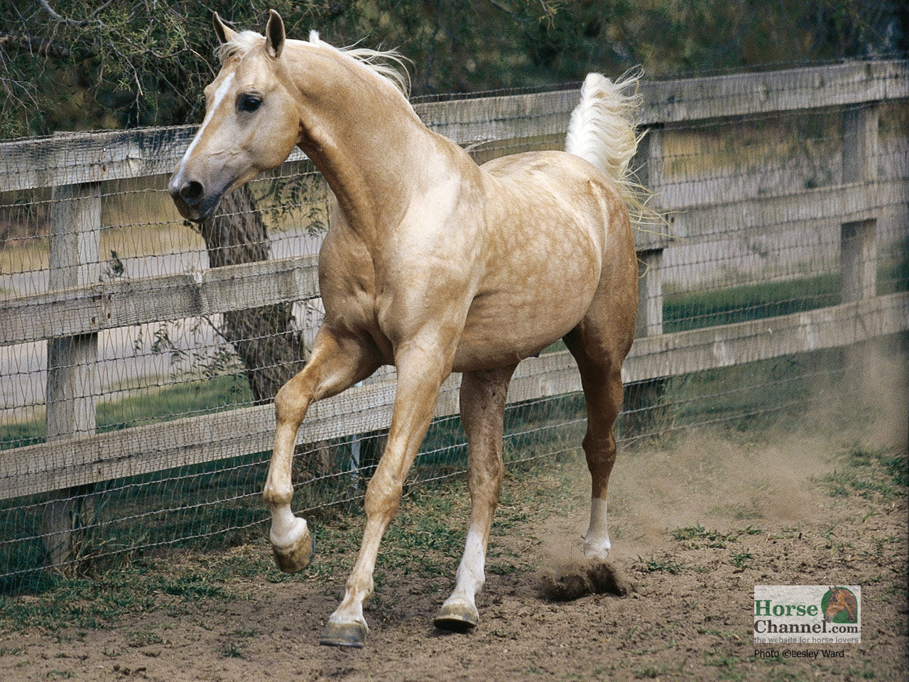 Wallpaper #DR2ZLJMBlOZrFDOkSMvb186 Quarter Horse Wallpaper for Computer Wallpapersafari