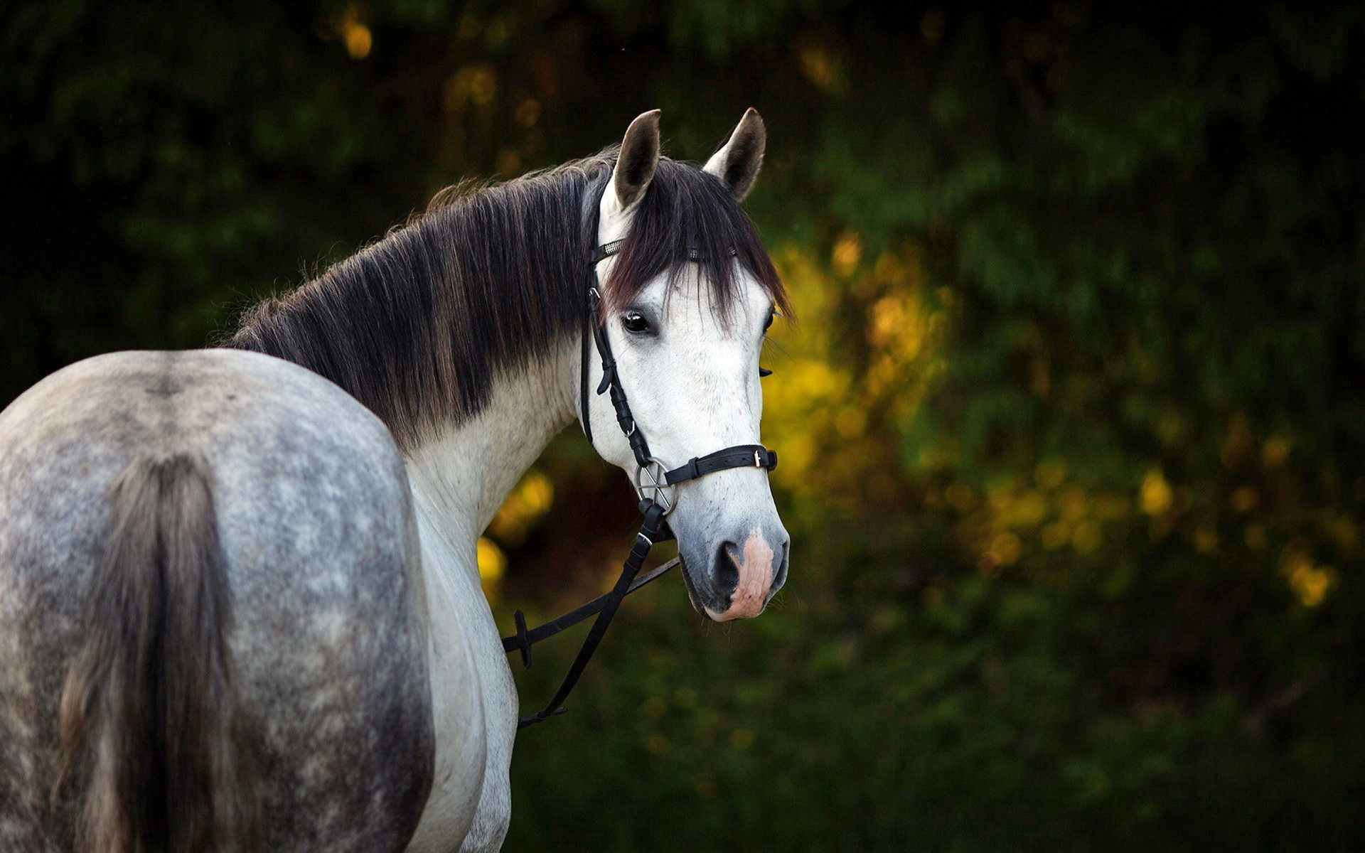 Wallpaper #9h2ULJMBlOZrFDOkbsoH102 77 Horse Backgrounds for Your Computer Wallpapersafari