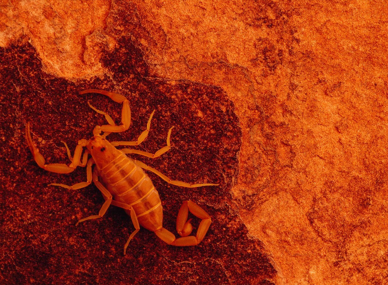 Wallpaper #YPQzOZMBKFX8bn3rnnbQ156 Download Yellow Scorpion Wallpaper by at Hburnett45 Scorpion