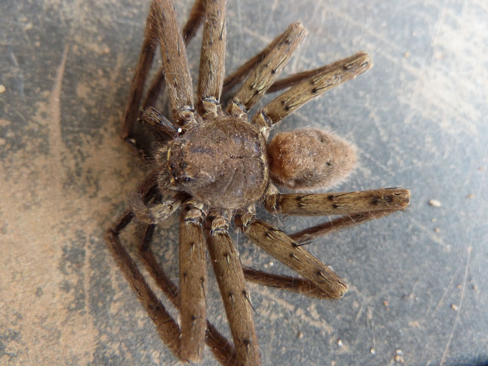 Wallpaper #E1Zdd5cBsd6xcFiEX9pZ128 50 Scary Spider Wallpapers Wallpapersafari