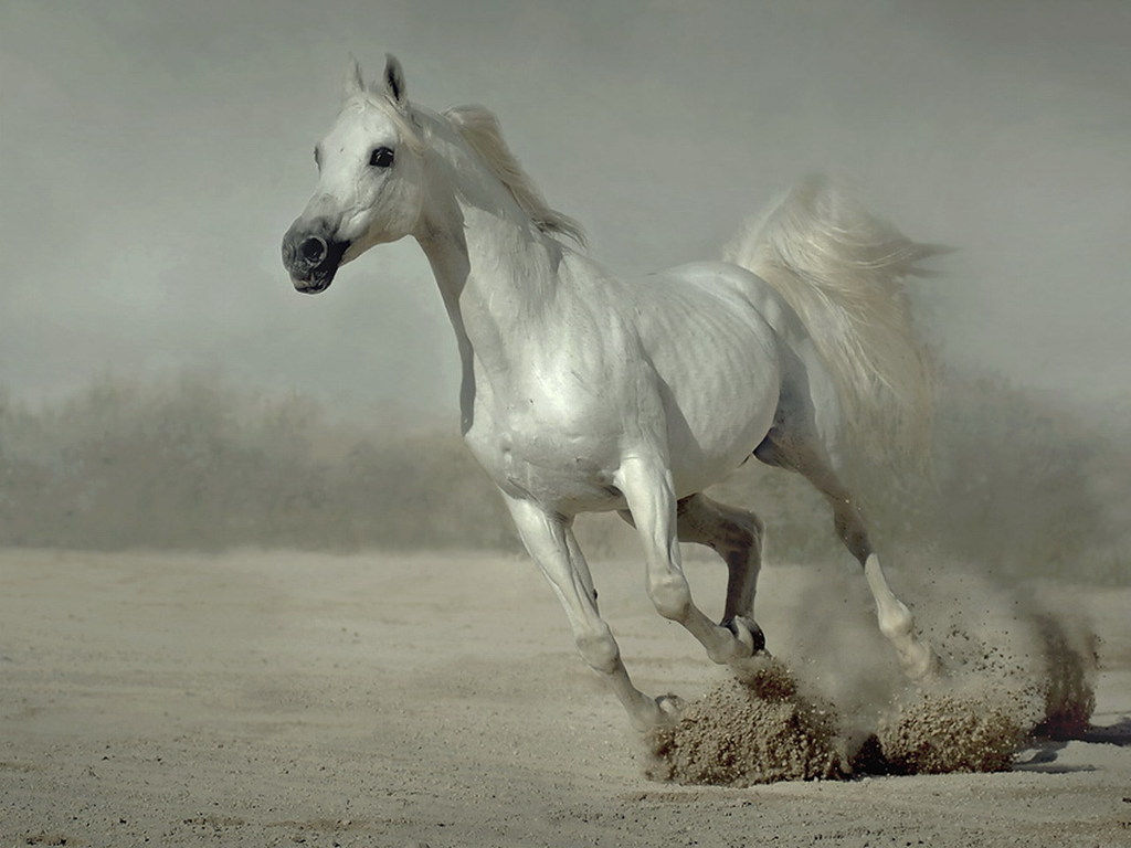 Wallpaper #Gx2aLJMBlOZrFDOk68sw290 48 Running Horses Wallpapers Wallpapersafari