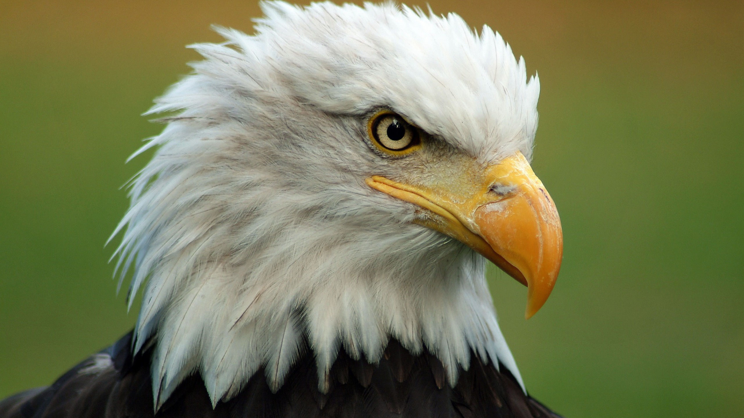 Wallpaper #6ef95 11209 Gier Eagle Images Stock Photos Vectors Shutterstock