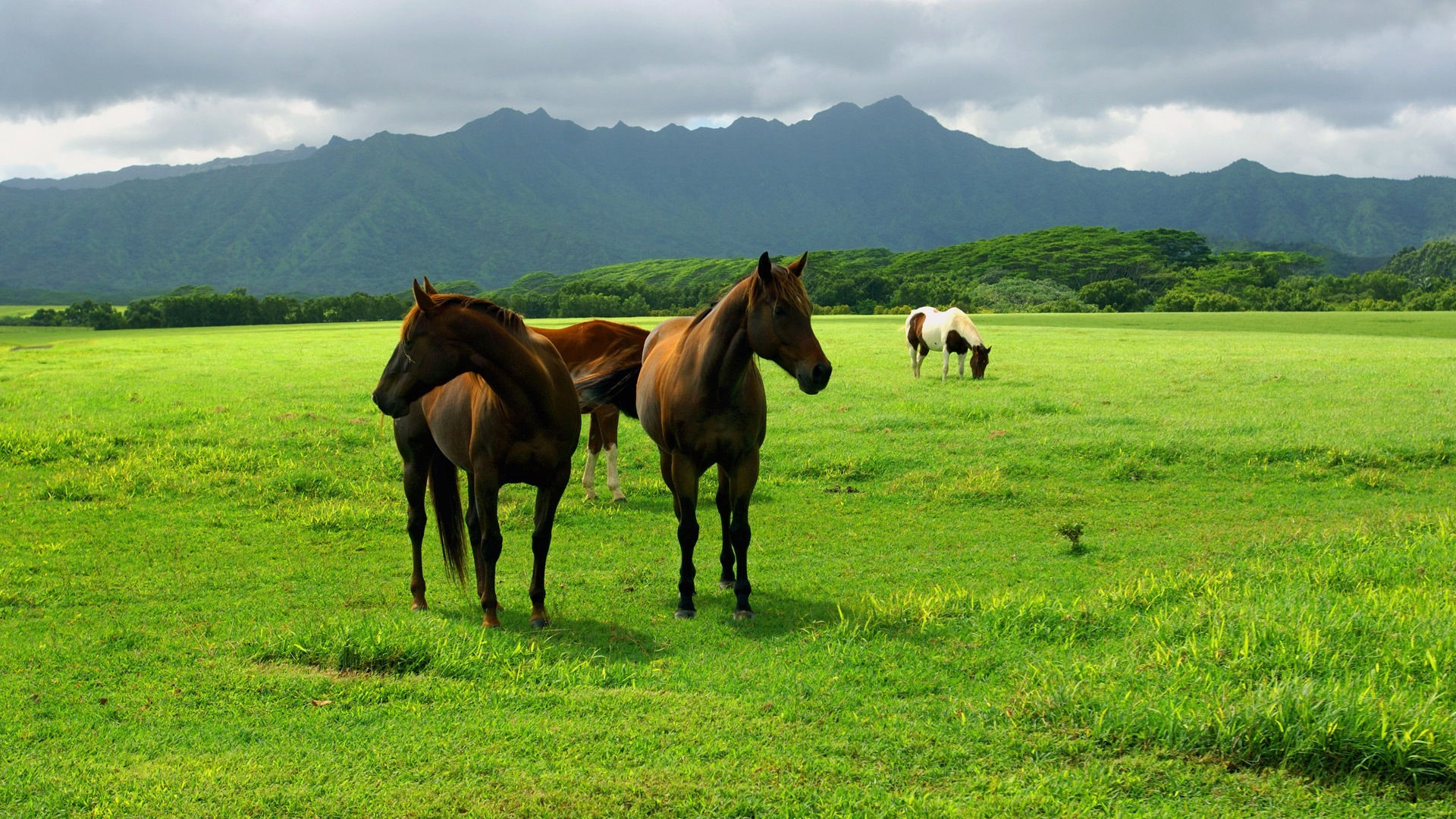 Wallpaper #th2FLJMBlOZrFDOkscqQ73 40 1920x1080 HD Horse Wallpapers Wallpapersafari
