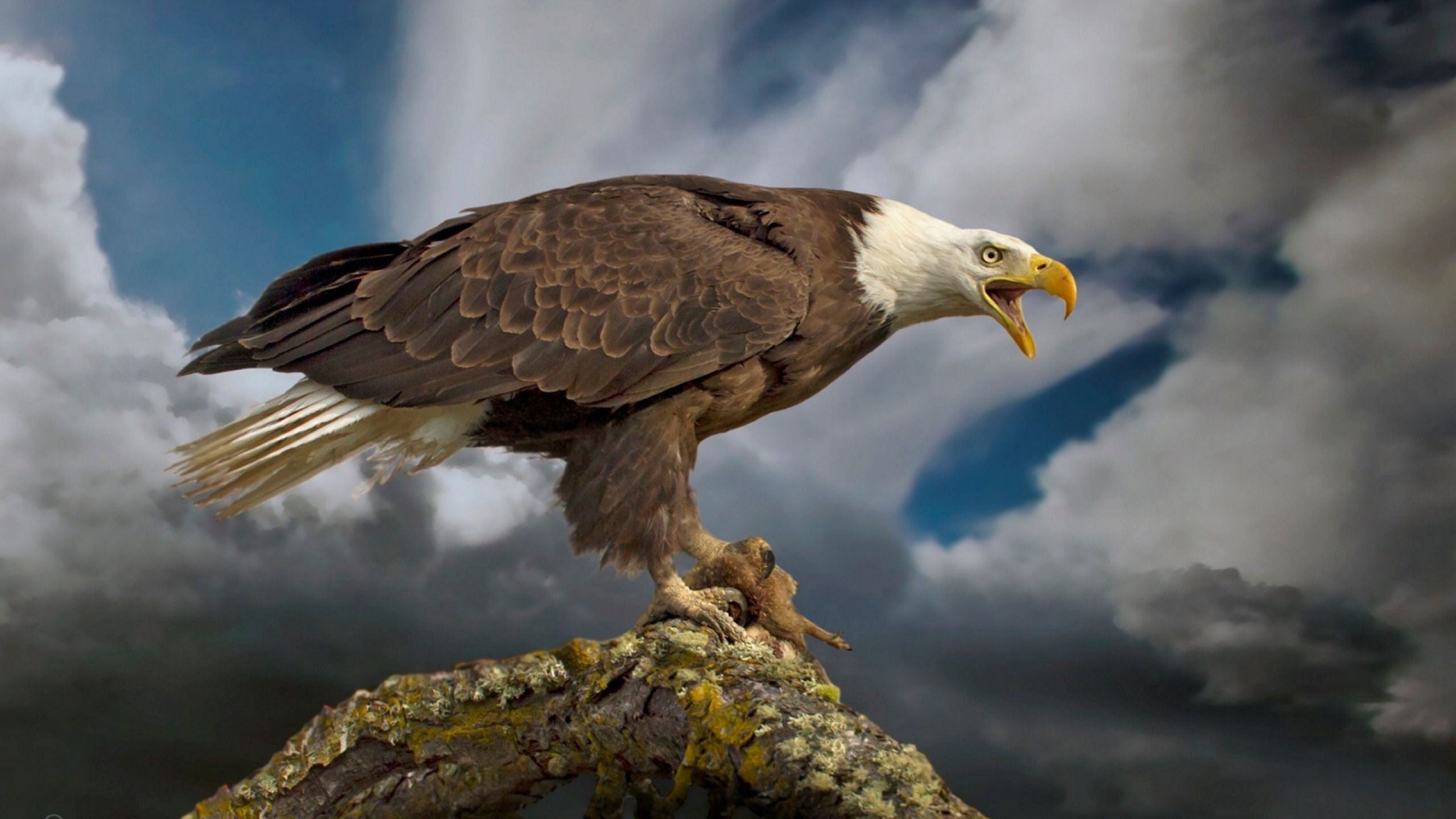 Wallpaper #6ef95 11209 Gier Eagle Images Stock Photos Vectors Shutterstock