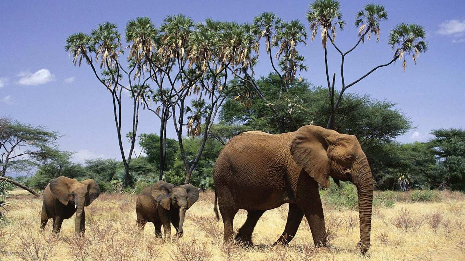 Wallpaper #sHfNJ5MB-pgBXx60h6cK263 African Elephant Wallpaper Wallpapersafari