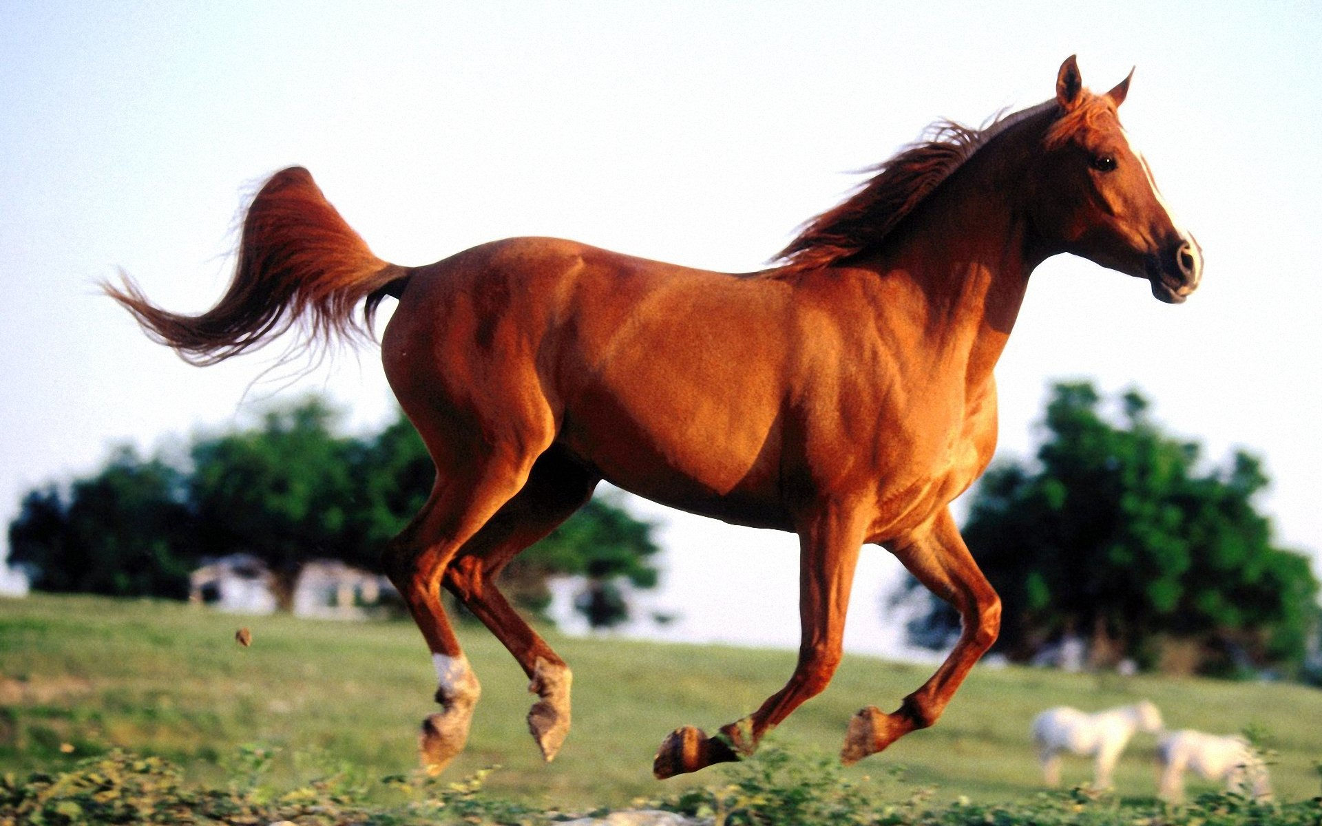Wallpaper #Gx2aLJMBlOZrFDOk68sw234 Running Horses Wallpaper Wallpapersafari