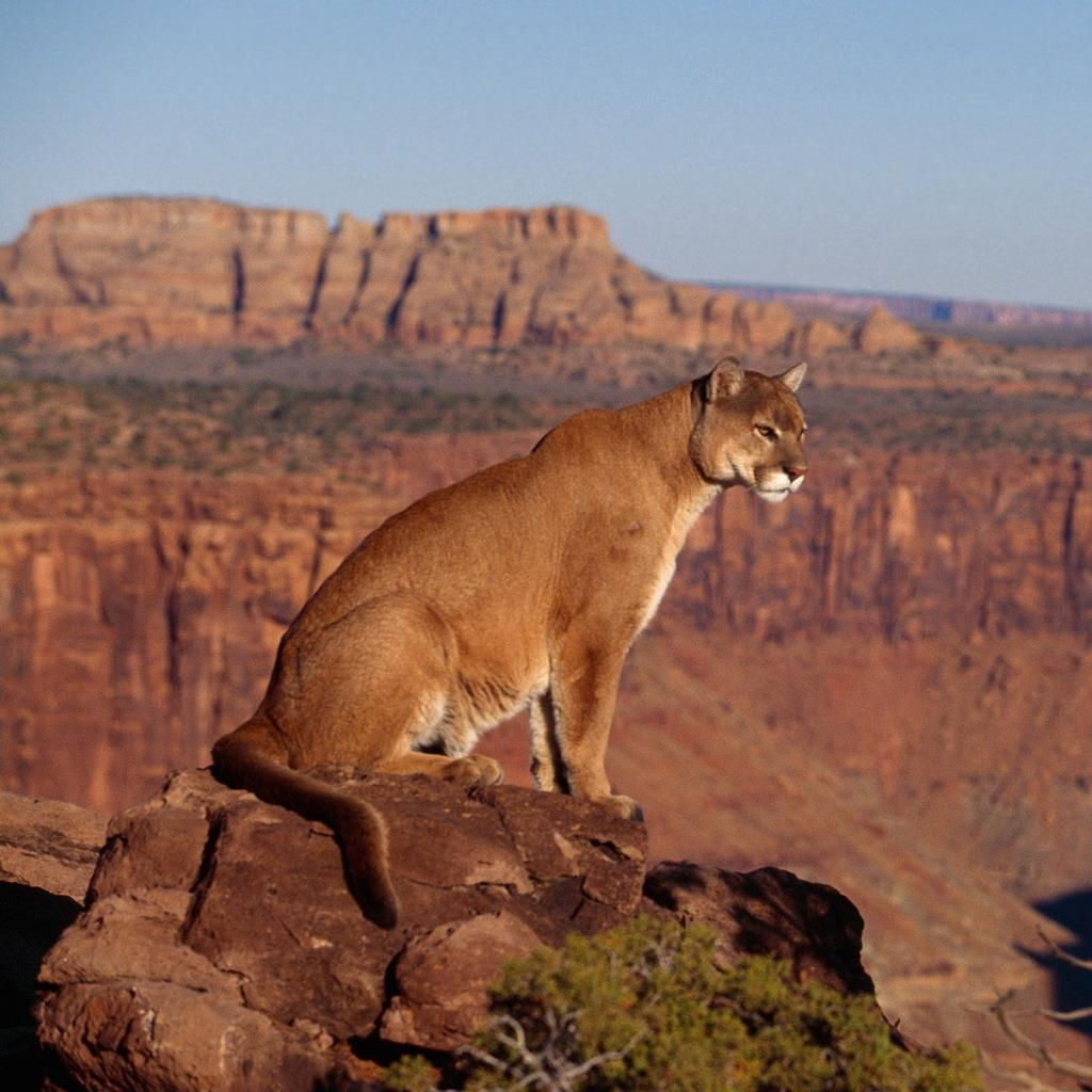 Wallpaper #Sz-jO5MBLiIJ4c9Oy4-H253 Mountain Lion Wallpaper Wallpapersafari