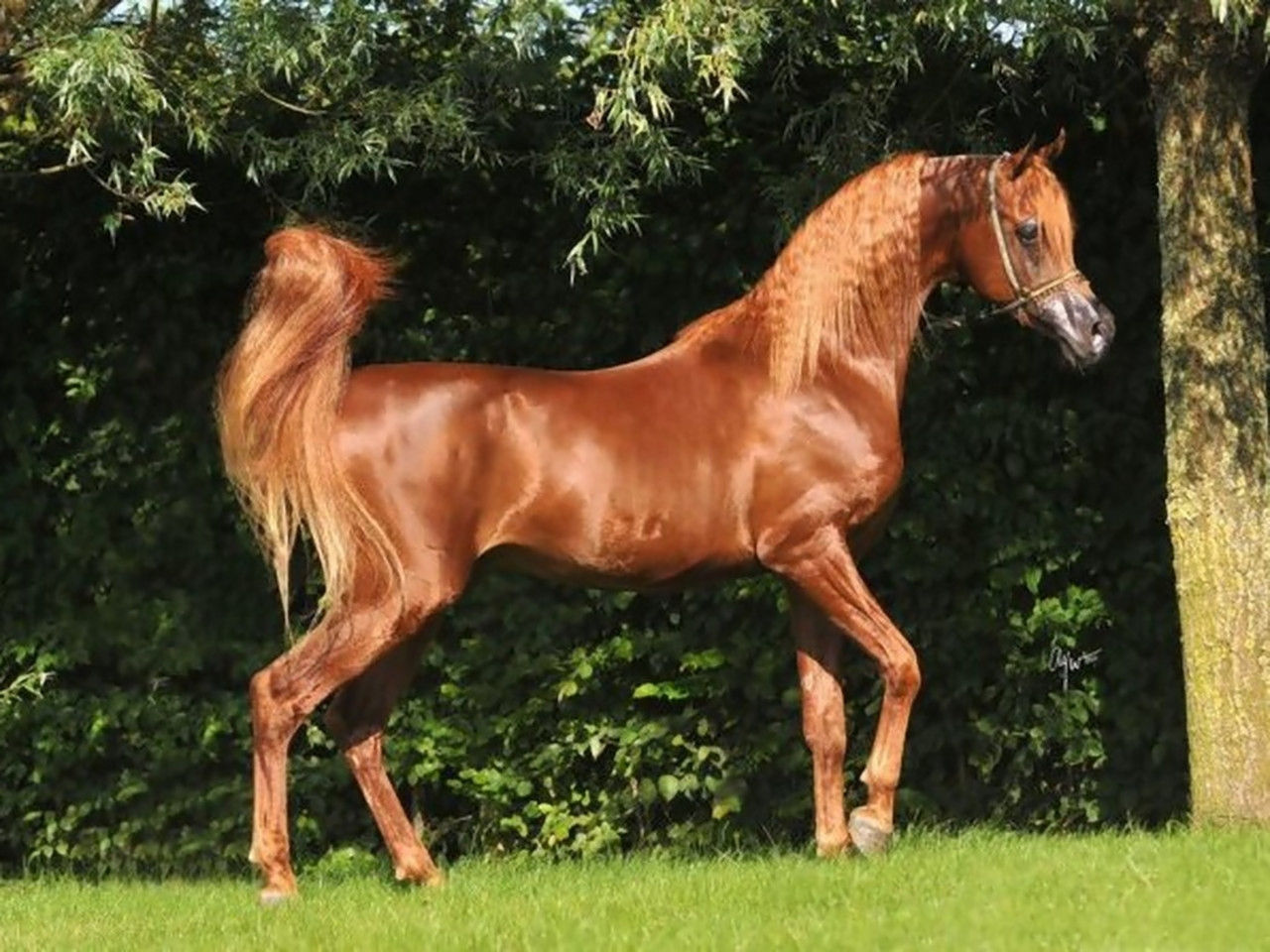 Wallpaper #-x2ULJMBlOZrFDOkz8qk76 50 Arabian Horse Photo Gallery Wallpapers Wallpapersafari